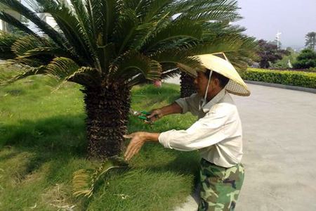 鐵樹怎樣整形修剪，鐵樹的修剪方法介紹