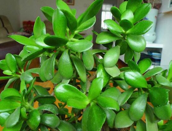 盆栽玉樹(shù)怎么養(yǎng)護(hù)，老農(nóng)總結(jié)七大養(yǎng)護(hù)方法