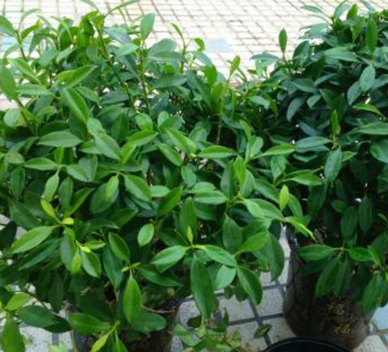 如何給平安樹松土，以樹干為中心、沿周圍輕鏟