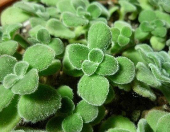 碰碰香木質(zhì)化怎么辦，只需要立馬重新進(jìn)行扦插繁殖