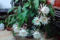 曇花要養(yǎng)幾年才開花，養(yǎng)殖三年左右才能開花