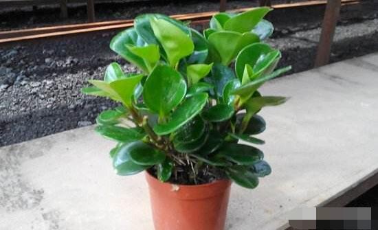 碧玉花葉子發(fā)黑怎么辦，四種原因以及解決辦法