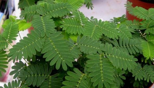 含羞草怎么養(yǎng)才活的久，要對(duì)它進(jìn)行人工繁殖才行