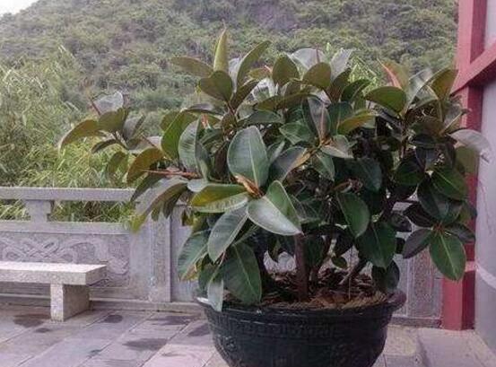 橡皮樹幾月份砍頭好，6-7月是最佳砍頭時間