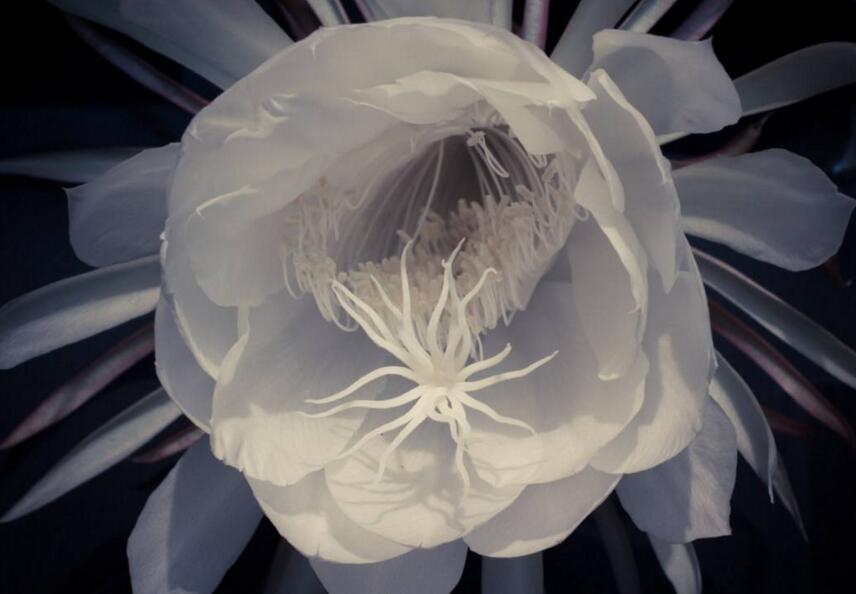 曇花種子種植方法，白天接受足夠的光照晚上才能開花