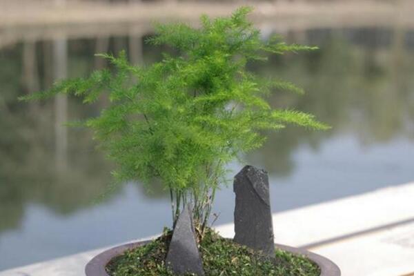 文竹冬天怎么養(yǎng)護(hù)，做好以下四點(diǎn)是關(guān)鍵