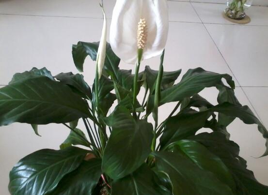 一帆風(fēng)順葉子下垂，四種原因以及解決辦法