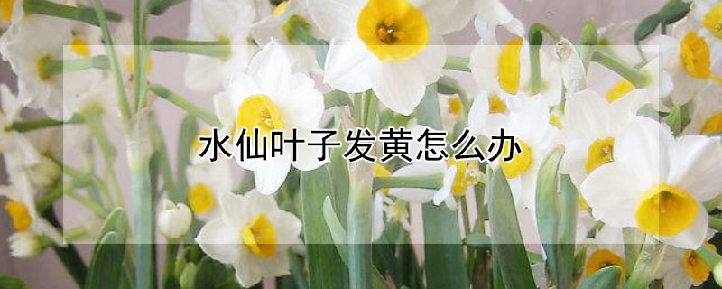 水仙葉子發(fā)黃怎么辦