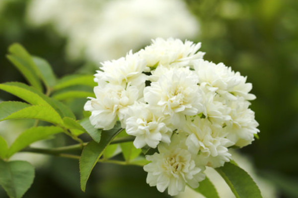 七里香花語(yǔ)