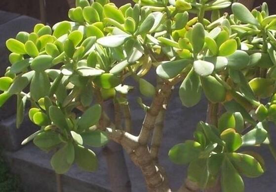 玉樹葉子有沒有毒，葉子沒毒汁液是有毒的