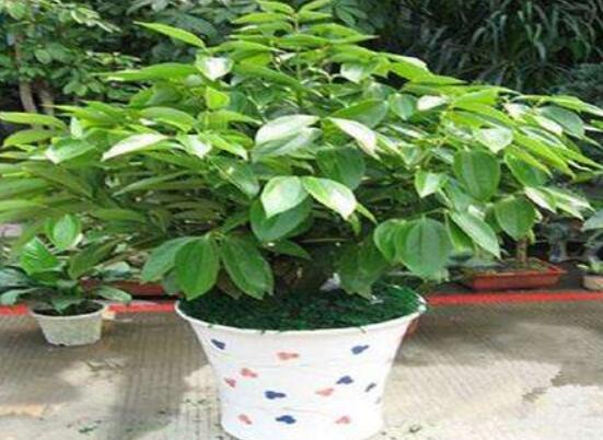 平安樹好養(yǎng)嗎，教你簡單四種養(yǎng)殖方法/闔家幸福、萬事如意