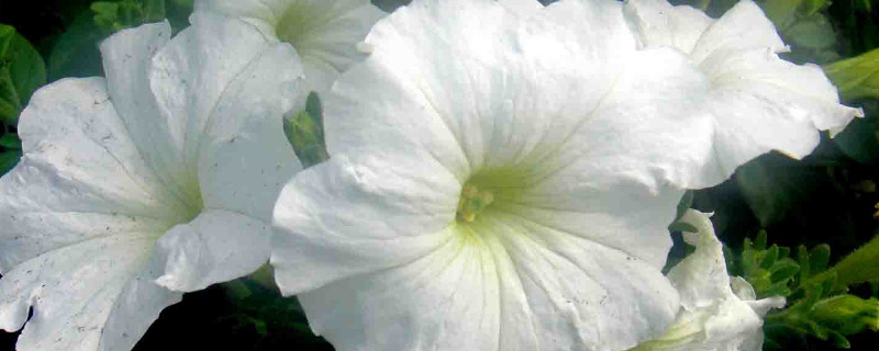 牽牛花調(diào)謝后怎么處理