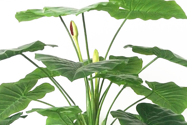 如何讓滴水觀音發(fā)側(cè)芽