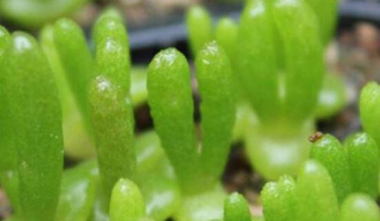 碧光環(huán)秋天怎么養(yǎng)，教你五點重要方法生長碧綠