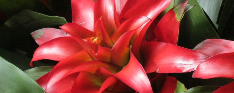 鴻運(yùn)當(dāng)頭花喜水嗎