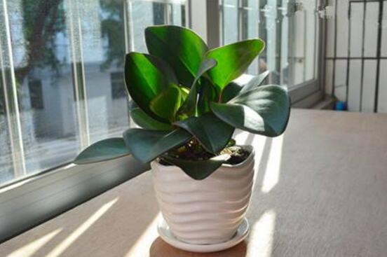 紫邊碧玉的養(yǎng)殖方法，老農(nóng)總結(jié)的七個(gè)基本方法