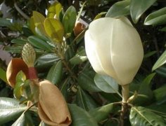 橡皮樹的花語是什么，橡皮樹開花的寓意