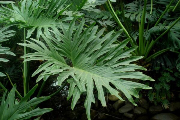 春羽和龜背竹哪個(gè)好，龜背竹的作用更加全面