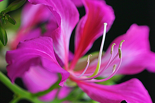 紫荊花什么季節(jié)移栽