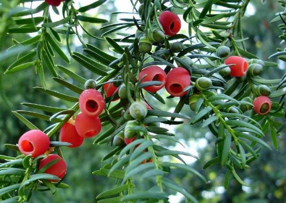 紅豆杉的功效與作用，紅豆杉八大功效與作用