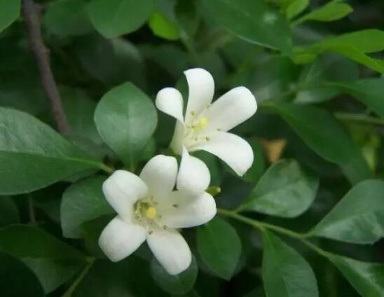 九里香多大開花，幼苗開花需3-4年/成株年年開花