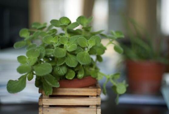 碰碰香冬天養(yǎng)殖方法，注意做好保溫保暖/減少澆水施肥