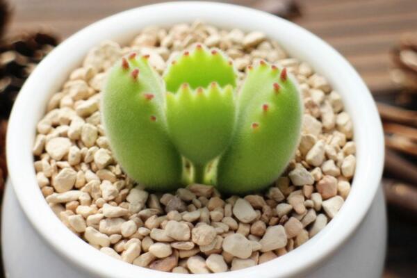 剛買的熊童子怎么養(yǎng)，讓植株盡快適應(yīng)環(huán)境才是最關(guān)鍵的