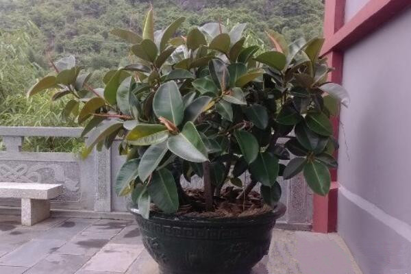 橡皮樹掉葉子是怎么回事，可能是以下5種原因導致