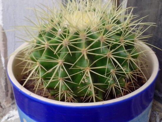 仙人球的擺放風(fēng)水，陽臺(tái)、玄關(guān)、書房為風(fēng)水最好