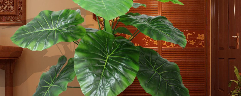 滴水觀音能長(zhǎng)多大