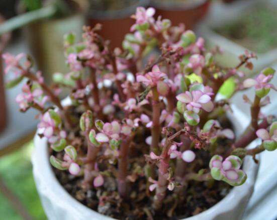 雅樂之舞如何變粉，五個小妙招教你變得粉紅