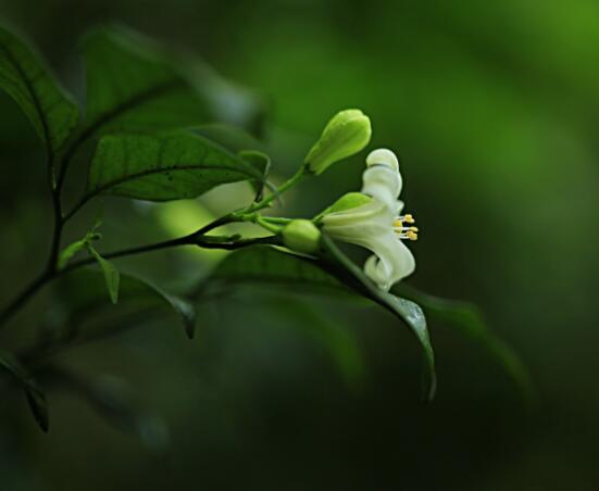 七里香和九里香的區(qū)別，教你三種區(qū)別方法(形態(tài)/生長/作用)