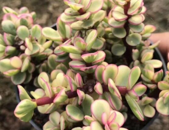 雅樂之舞怎么修剪，流枝修剪最為簡單(應(yīng)用廣泛)