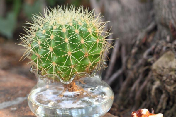 仙人球的種類(lèi)有哪些，根據(jù)外觀/毛刺/可食用性區(qū)分