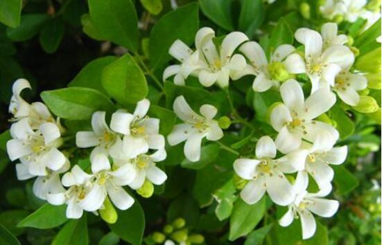 七里香和九里香的區(qū)別，教你三種區(qū)別方法(形態(tài)/生長/作用)