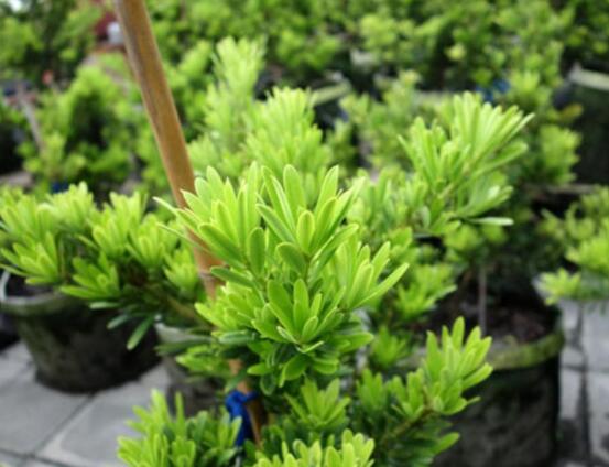 小葉羅漢松的養(yǎng)殖方法，老農(nóng)總結八大簡單易學的養(yǎng)殖技巧