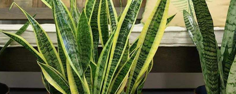 金邊虎皮蘭的養(yǎng)殖方法和注意事項(xiàng)