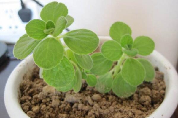 植物碰碰香的養(yǎng)殖方法，光照充足是碰碰香生長(zhǎng)的關(guān)鍵