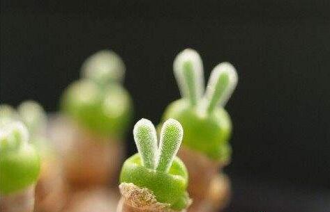 小碧光環(huán)可以移盆嗎，要選擇適宜的時(shí)間移栽