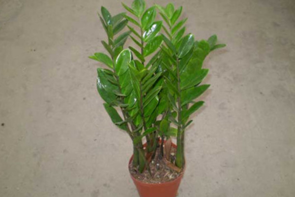 金錢(qián)樹(shù)什么時(shí)間開(kāi)花