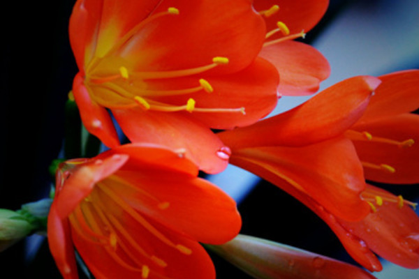 君子蘭春化最佳多長(zhǎng)時(shí)間