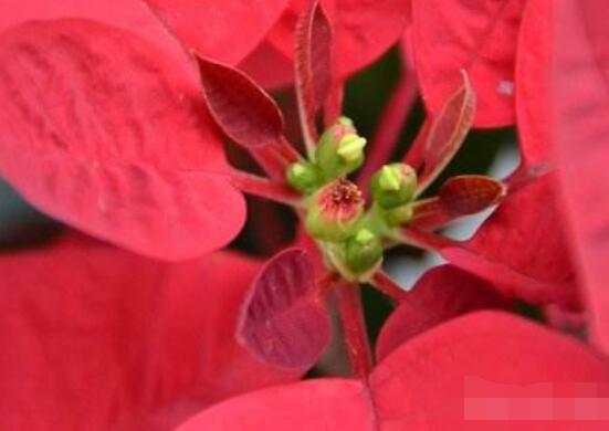 一品紅冬季怎么養(yǎng)，做好五個要點便可安然過冬