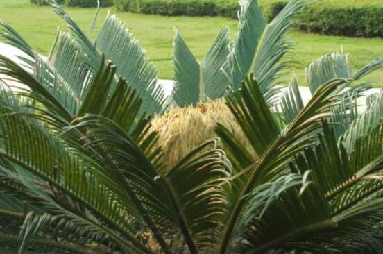 鐵樹開花有什么寓意，象征著大富大貴、吉祥瑞兆