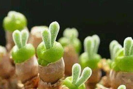 碧光環(huán)開花嗎，會(huì)開/從種植到開花需要5-7年(時(shí)間漫長(zhǎng))