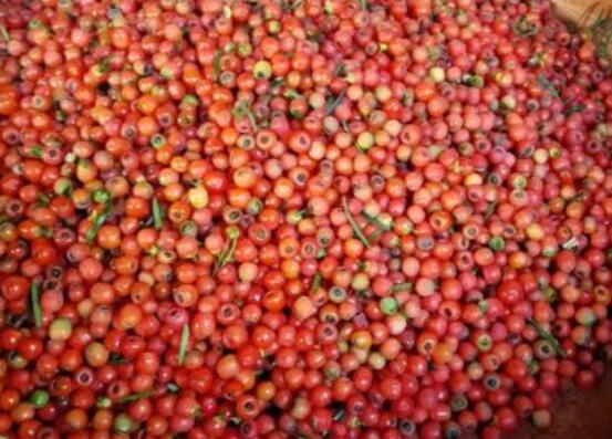 紅豆杉種子怎么種，做好這四點就會生根發(fā)芽