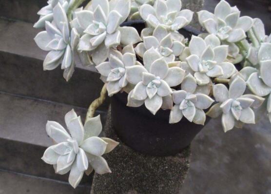 寶石花特點(diǎn)是什么，藥用價(jià)值是最大特色