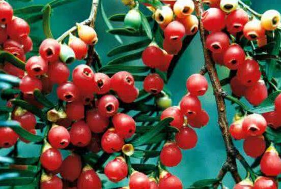 水杉與紅豆杉的區(qū)別，教你三種區(qū)別方法(葉子/果子/習(xí)性)