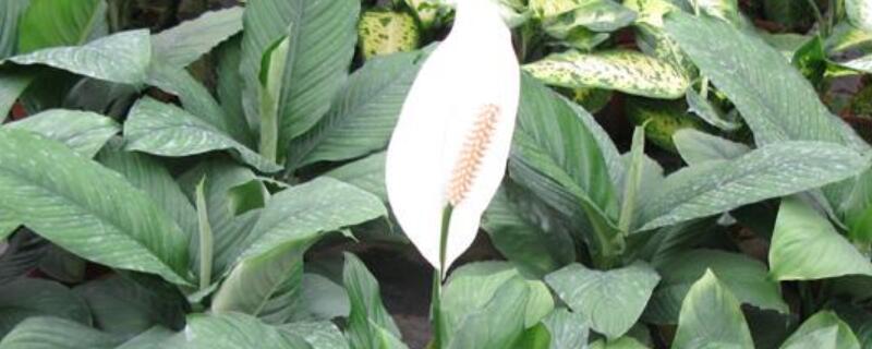 一帆風(fēng)順葉子發(fā)黃是什么原因