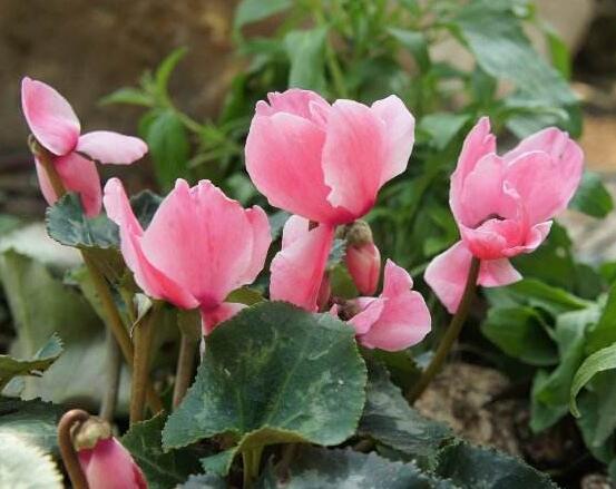 仙客來不長新葉怎么辦，多半是盆土澆水光照導(dǎo)致