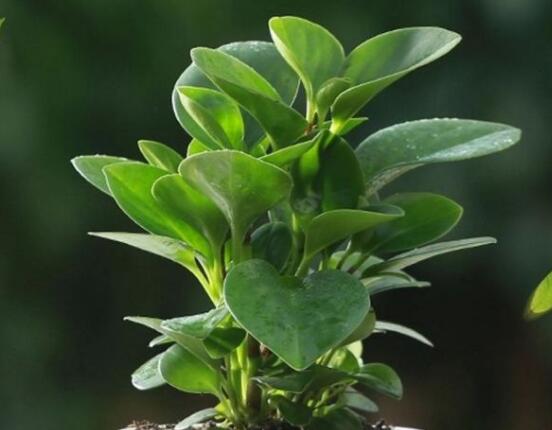 碧玉剪一小段能水培嗎，做好這簡單四步可水培爆盆